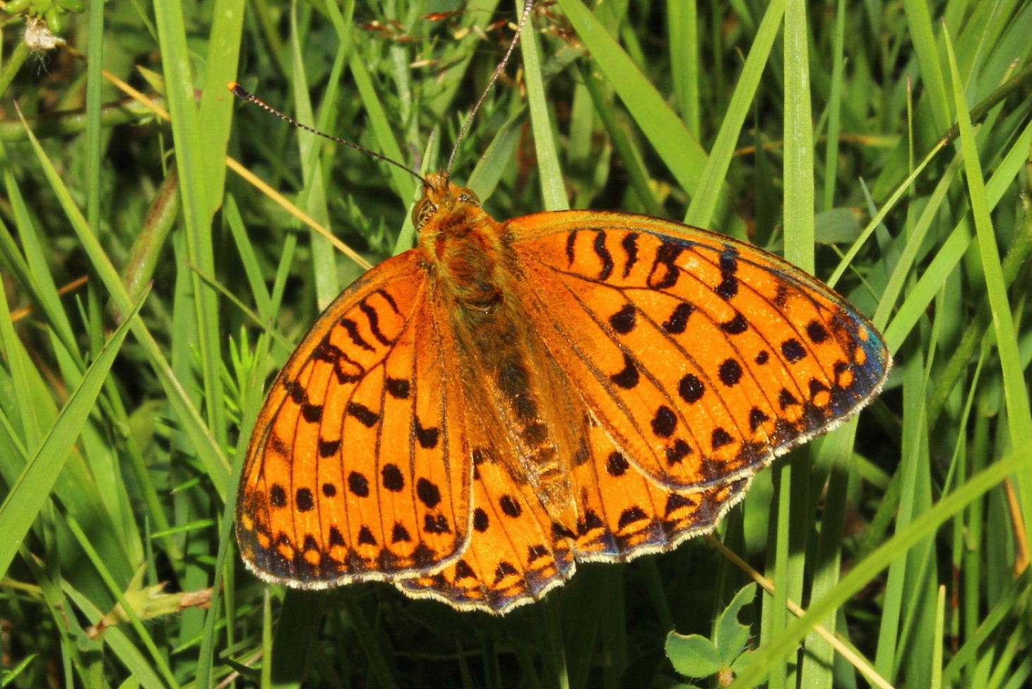 Melitaea ?? da determinare - 2